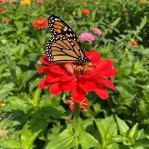 Meet your Posher, Jean